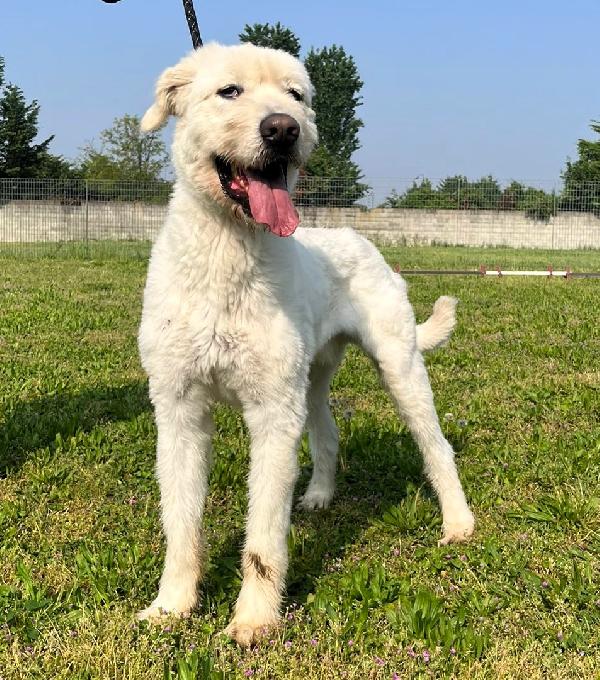 Belle Bellissimo Maremmano